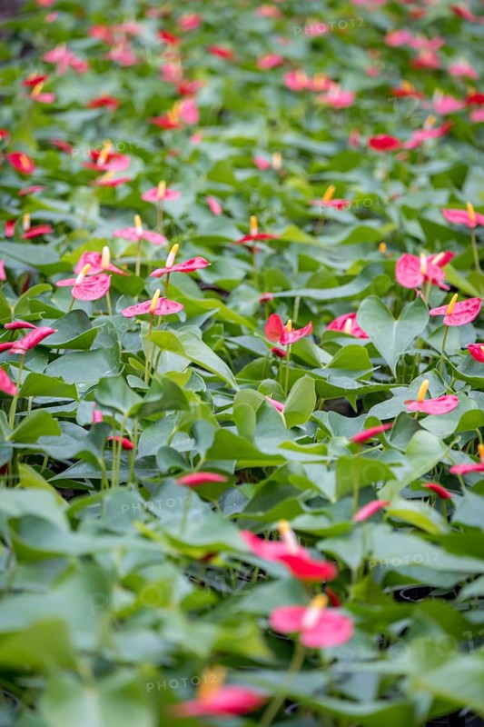 A dense patch of Anthurium andraeanum, showcasing its striking pink spathes amid glossy green foliage, thriving in a controlled garden setting