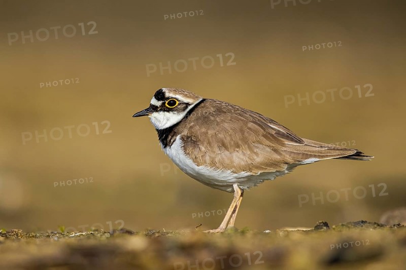 Little Ringed Plover (Charadrius dubius), North Rhine-Westphalia, Germany