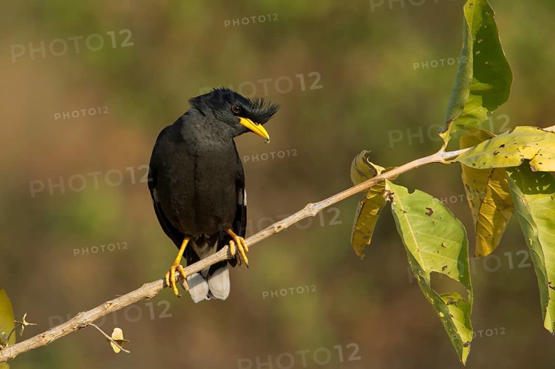 Great Myna (Acridotheres grandis), Phetchaburi, Thailand