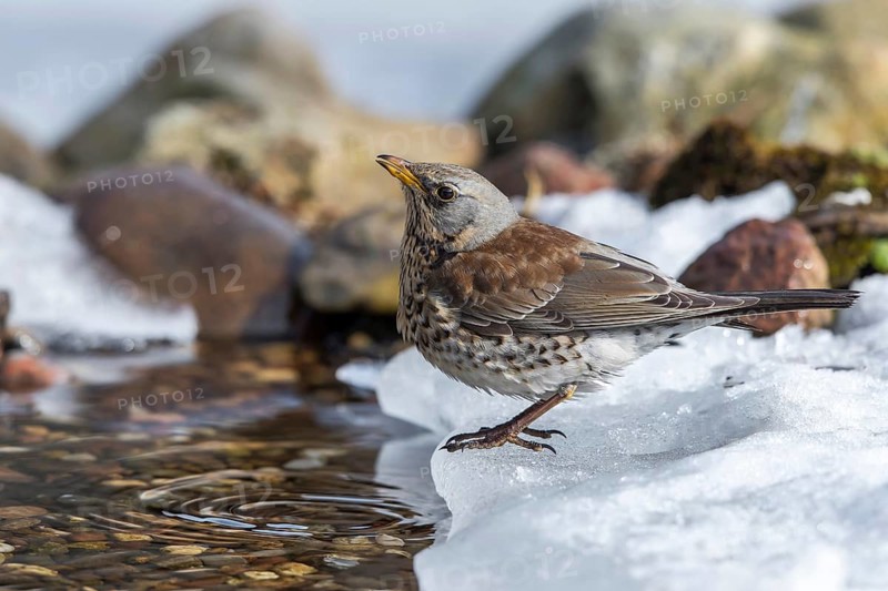Fieldfare (Turdus pilaris) drinking at an icy creek, Mecklenburg-Western Pomerania, Germany