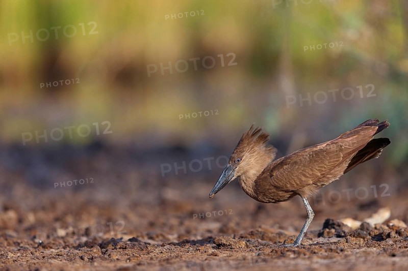 Hammerhead, Hammerhead, Hamerkop, (Scopus umbretta), Ombrette africaine, Avemartillo, Shadebird, Waterbird, Marakissa River Camp / Canoe tri, Marakissa, South Bank, Gambia