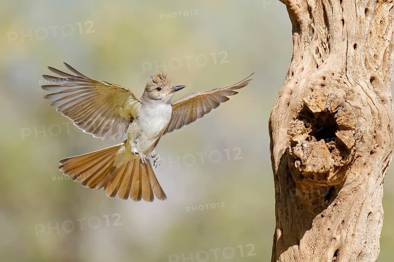 Brown-crested Flycatcher (Myiarchus tyrannulus) flying, Arizona, USA