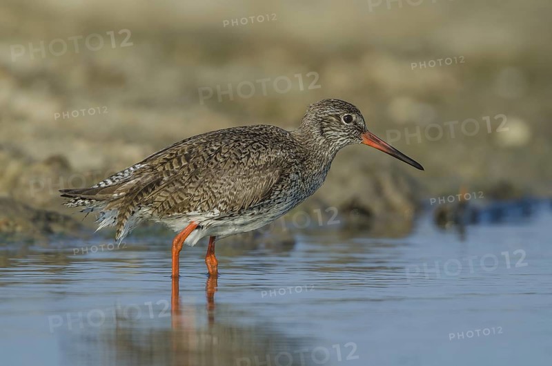Common Redshank (Tringa totanus), Schleswig-Holstein, Germany