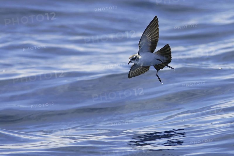 White-faced Storm Petrel (Pelagodroma marina) flying, South Australia, Australia