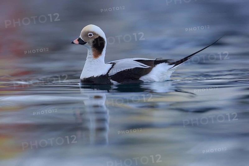 Long-tailed Duck (Clangula hyemalis) male, Finnmark, Norway