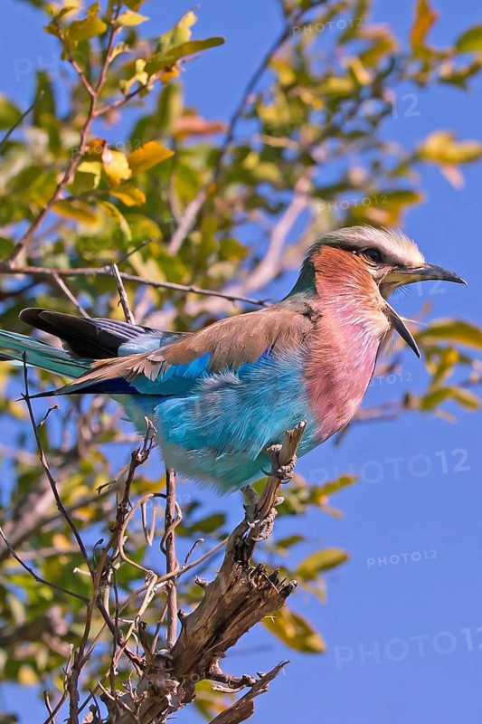 Africa, Botswana, Fork-tailed Roller, Coracias caudatus, Botswana