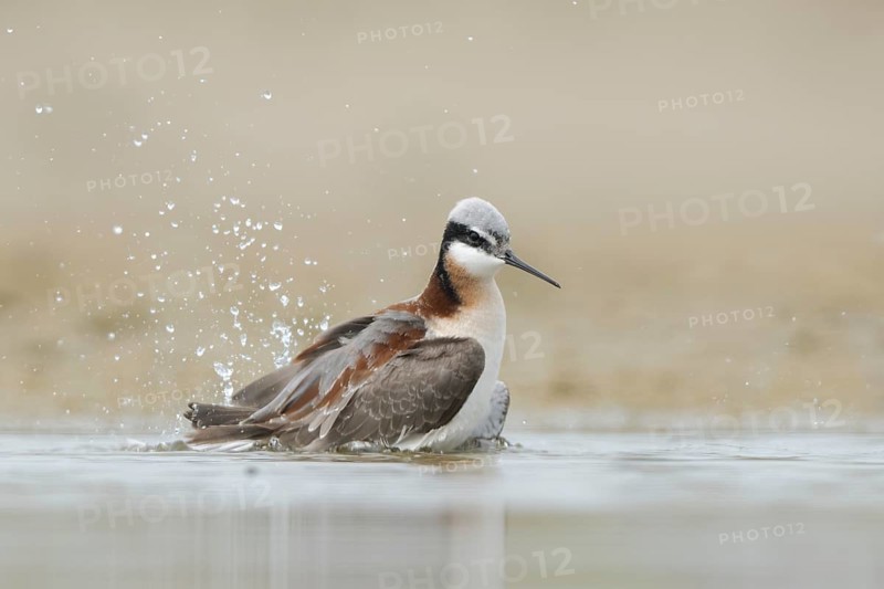 Wilson's Phalarope (Phalaropus tricolor) bathing, Texas, USA
