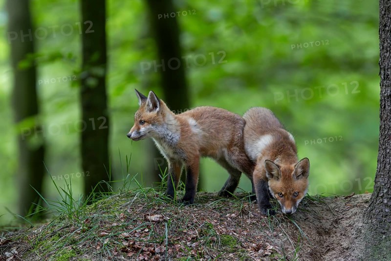 Red fox cubs (Vulpes vulpes) playing in front of the den, animal cubs, cute, youth, May, Germany