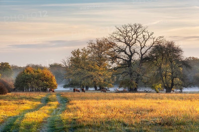 Autumn in the Elbe with ground fog, cattle grazing under old solitary oaks, Elbe trees in the Dessau-Wörlitz Garden Realm, Dessau-Roßlau, Saxony-Anhalt, Germany