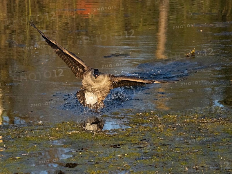 Canada goose (Branta canadensis), adult bird in flight, about to land on lake, Hesse, Germany
