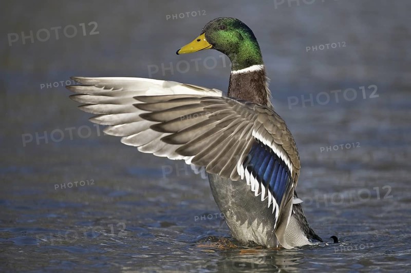 Mallard (Anas platyrhynchos) male, Lower Saxony, Germany