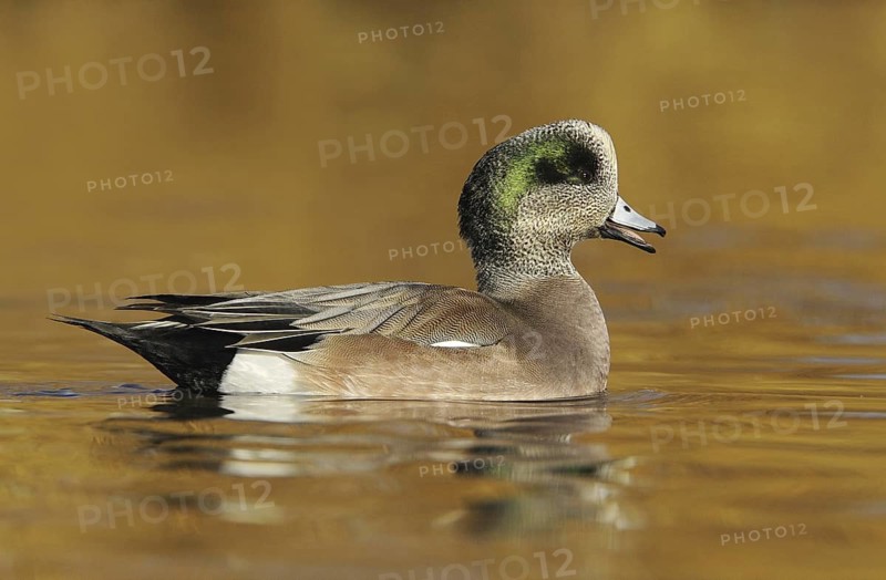 American Wigeon (Mareca americana) male, British Columbia, Canada