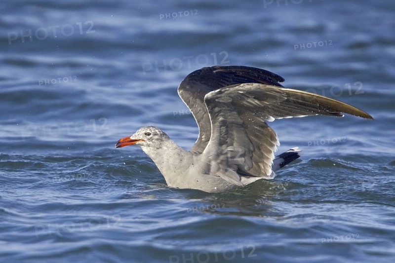 Heermann's Gull (Larus heermanni), Washington, USA