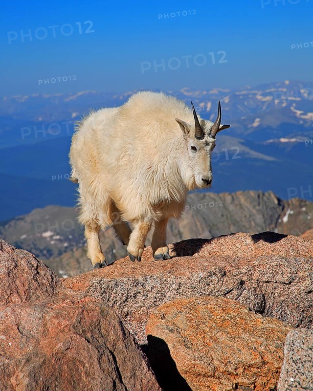 A snow goat in a rocky landscape, Wyoming, United States