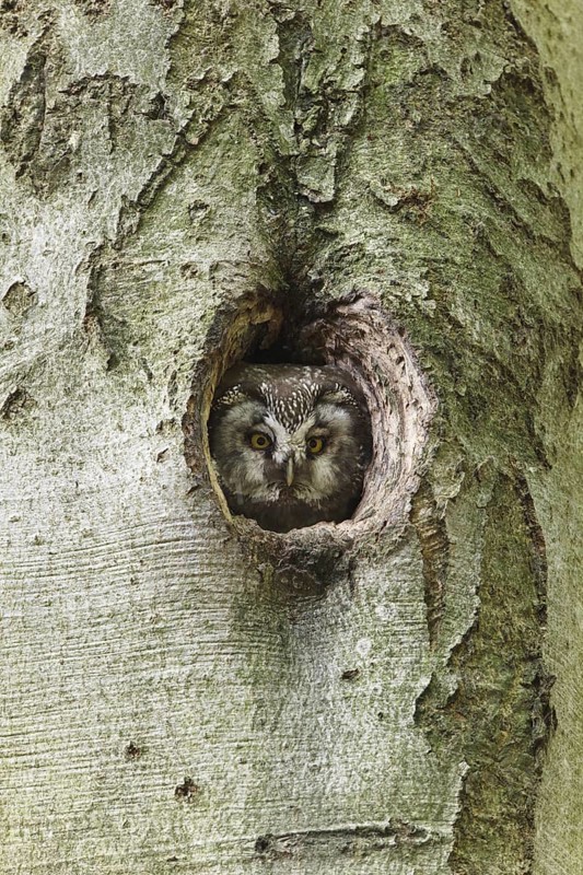Boreal Owl (Aegolius funereus), Bavaria, Germany