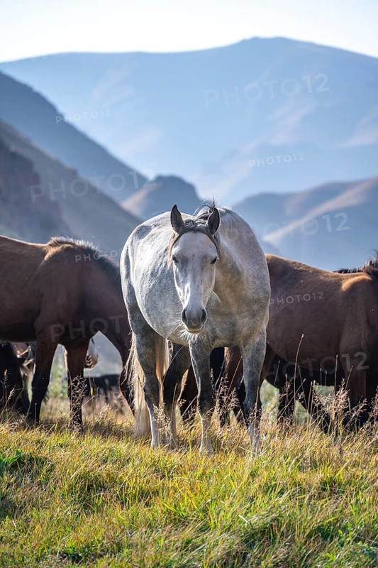 Herd of horses, Kyrgyzstan