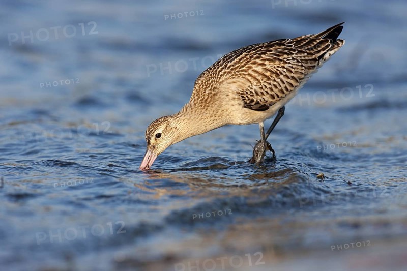 Bar-tailed Godwit (Limosa lapponica), Schleswig-Holstein, Germany