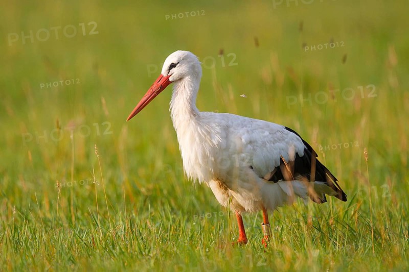 White Stork (Ciconia ciconia) foraging, North Rhine-Westphalia, Germany