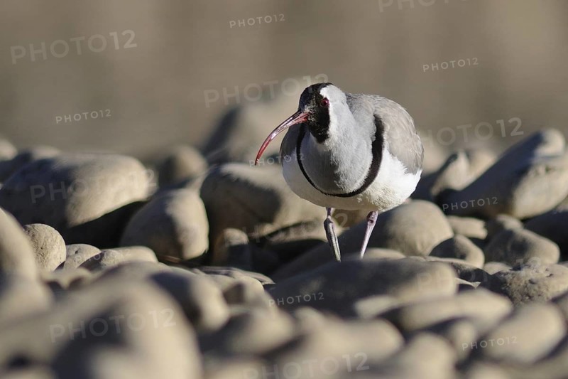 Ibisbill (Ibidorhyncha struthersii), Tibet, China