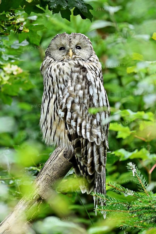 Ural owl (Strix uralensis), captive, Switzerland
