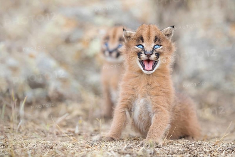 Caracal (Caracal caracal) cub, Castile-La Mancha, Spain