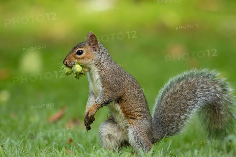 Grey squirrel (Sciurus carolinensis) adult animal carrying two hazelnut nuts in its mouth on a garden lawn in summer, Suffolk, England, United Kingdom