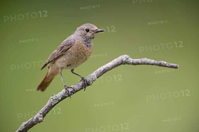 Common Redstart (Phoenicurus phoenicurus) female perched on a branch, Rimini, Italy