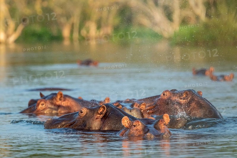 Hippos (Hippopotamus amphibius), herd bathing in the water, White Nile, Murchison Falls NP, Uganda