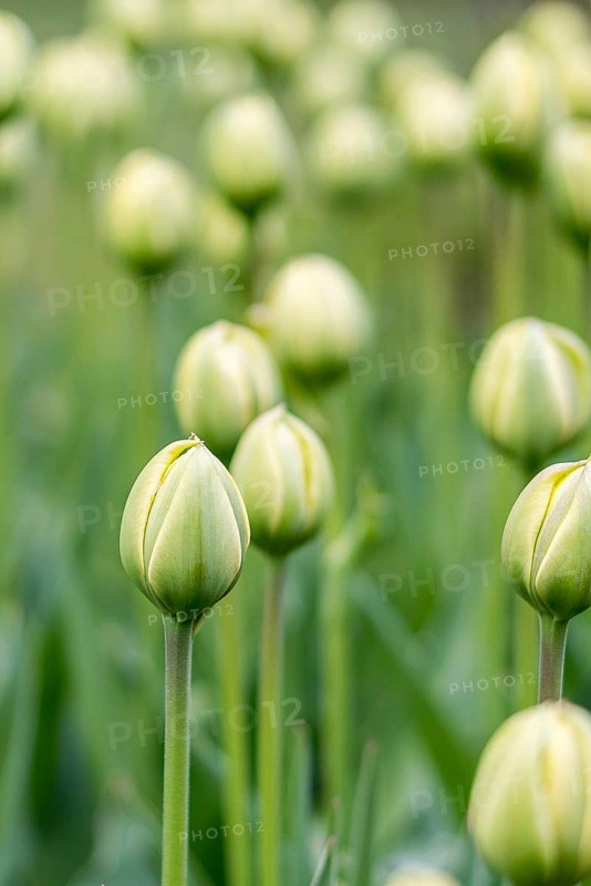 Vibrant close-up shot of multiple green Tulip buds, focused and detailed, set against a soft, natural green background in a serene garden setting