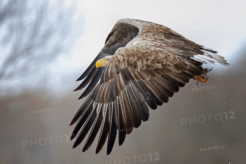 White-tailed Eagle (Haliaeetus albicilla) flying, Poland