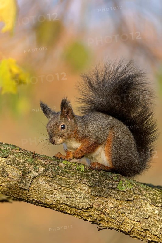 Eurasian red squirrel (Sciurus vulgaris), sitting on a branch, autumn, Rosensteinpark, Stuttgart, Baden-Württemberg, Germany