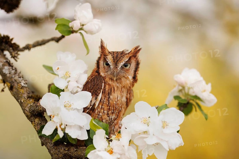Tropical Screech Owl (Megascops choliba) captive, Germany