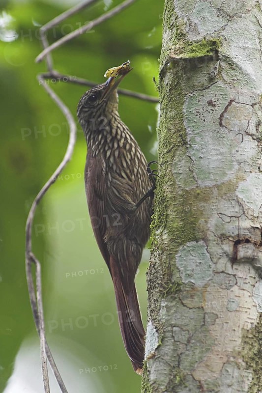 Streak-headed Woodcreeper (Lepidocolaptes souleyetii), Costa Rica