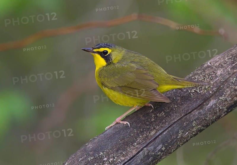 Kentucky Warbler (Geothlypis formosa), Ohio, USA