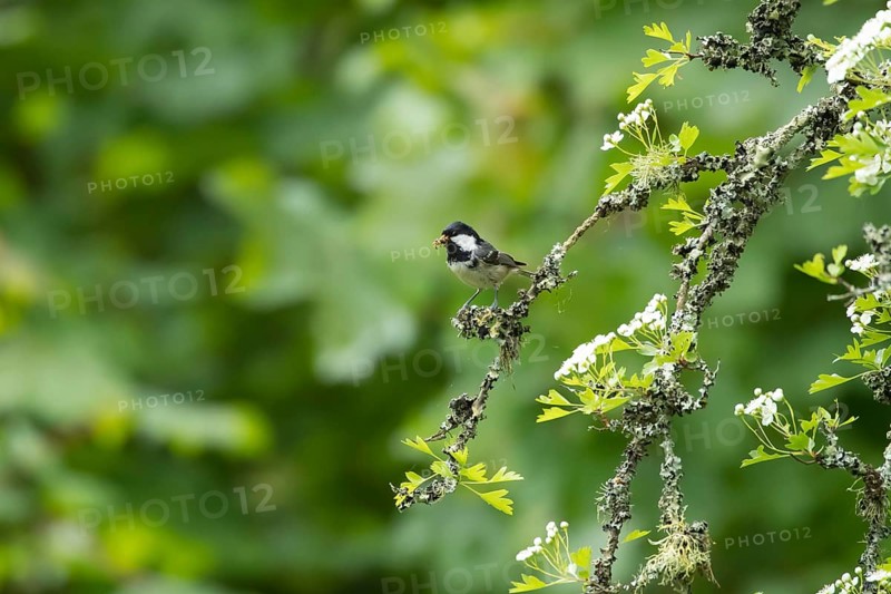 Coal tit (Periparus ater) adult garden bird with food in its beak in a Hawthorn tree in spring, Wales, United Kingdom