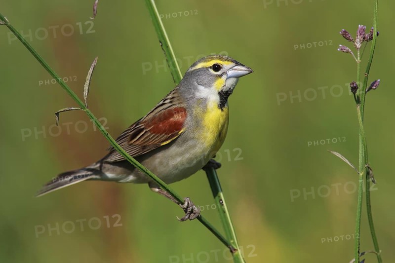 Dickcissel (Spiza americana), Texas, USA