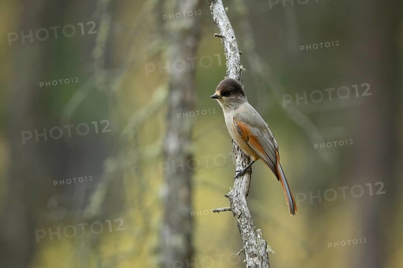 Siberian Jay (Perisoreus infaustus sibericus) perched on a branch, Toew Aimag, Mongolia