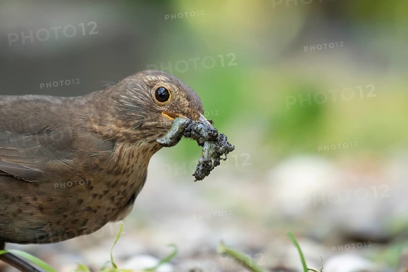 European blackbird (Turdus merula) adult female bird collecting slugs for food in a garden in spring, Suffolk, England, United Kingdom