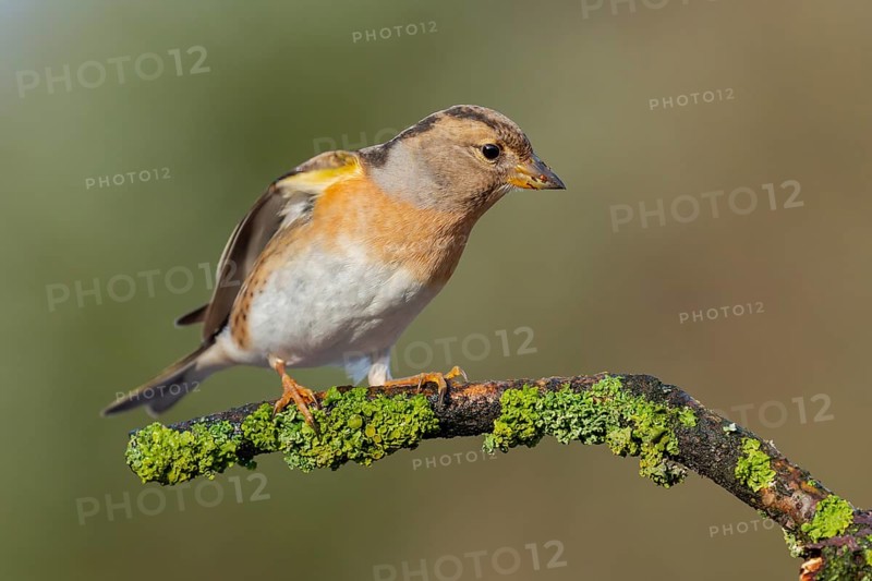 Brambling (Fringilla montifringilla) female perched on a branch, Lower Saxony, Germany