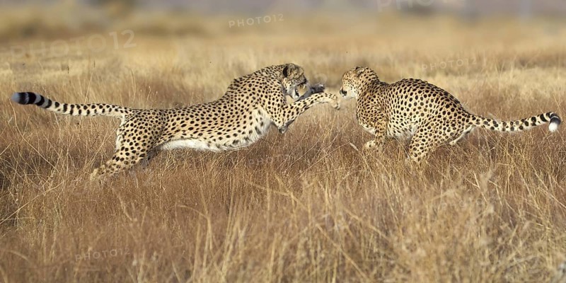 Cheetah (Acinonyx jubatus) male and female fighting, Castile-La Mancha, Spain