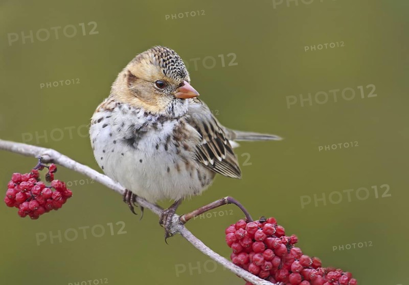Harris's Sparrow (Zonotrichia querula), Saskatchewan, Canada