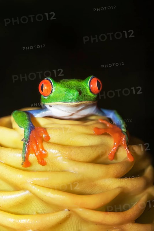 Red eyed tree frog (Agalychins callydrias) on yellow flower, Costa Rica