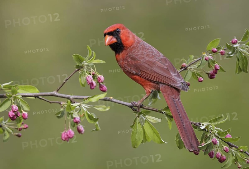 Northern Cardinal (Cardinalis cardinalis) male, Maryland, USA