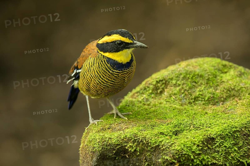 Javan Banded Pitta (Hydrornis guajanus) male perched on mossy stone, East Java, Indonesia