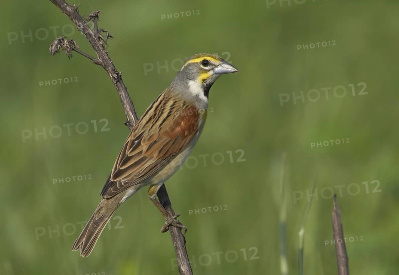 Dickcissel (Spiza americana), Ohio, USA
