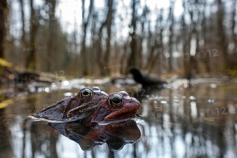 Common frog, couple in spawning pond, (Rana temporaria), animals, amphibians, frog, frogs, frog larch, mating