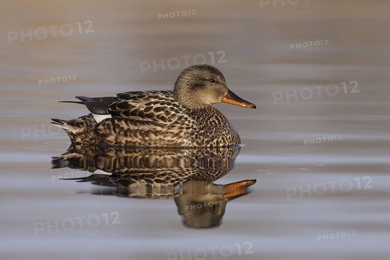 Gadwall (Mareca strepera), Utrecht, Netherlands