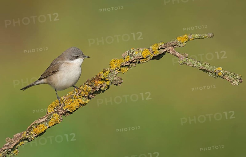 Lesser Whitethroat (Sylvia curruca) perched on lichen branch, Aosta Valley, Italy