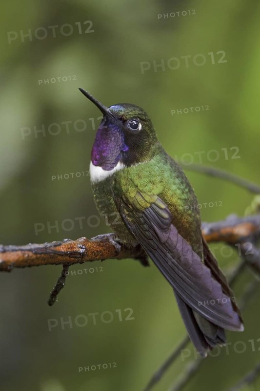 Amethyst-throated Sunangel (Heliangelus amethysticollis), Ecuador