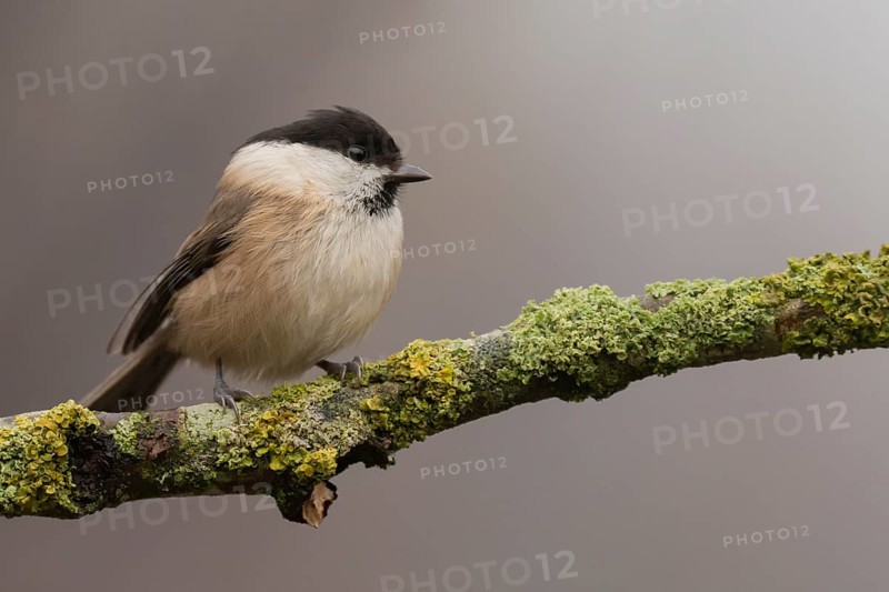Willow Tit (Poecile montanus) perched on a mossy branch, Lower Saxony, Germany